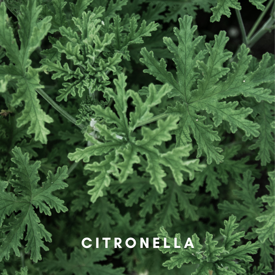 Scentonomy Organic Citrus Insect Repellent Oil