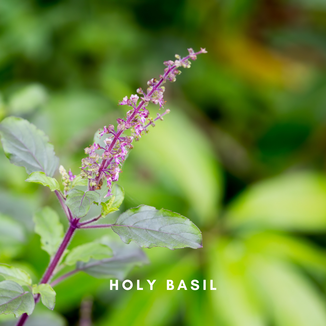 Scentonomy Herbal At-Ease Aromatherapy