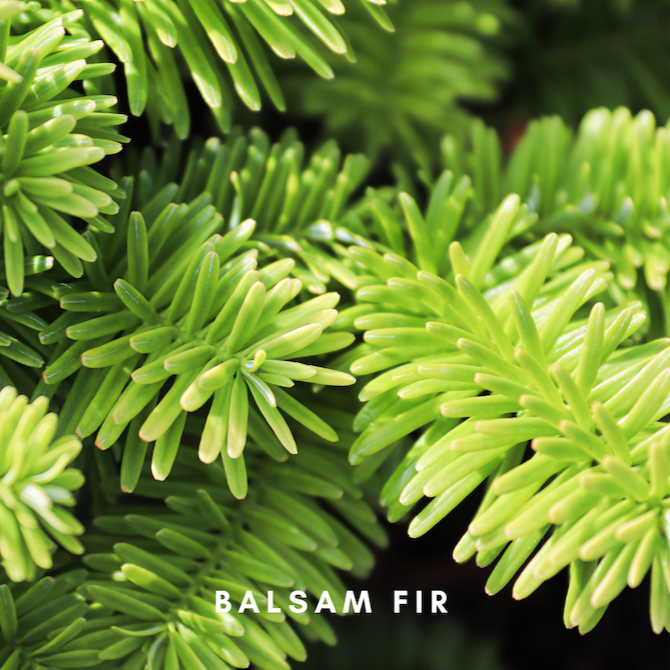 Scentonomy Zen Garden Aromatherapy