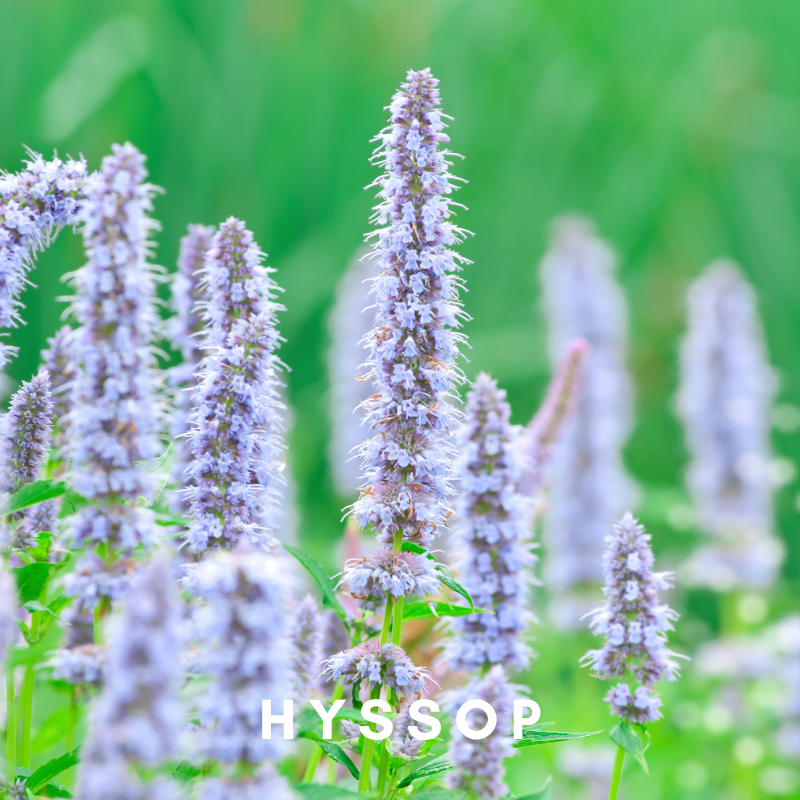 Scentonomy Inhale Exhale Earth & Herb Aromatherapy