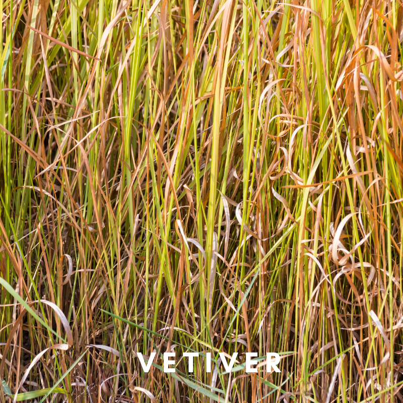 Scentonomy Stability Aromatherapy Blend | Floral