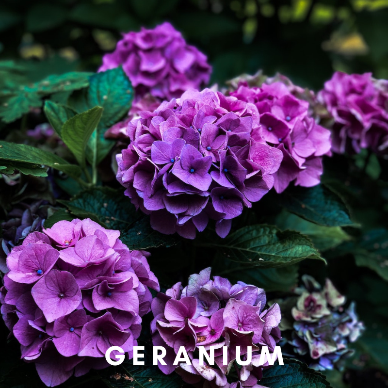 Scentonomy Uplifting Fresh + Clean Aromatherapy