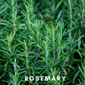 Scentonomy Focus Aromatherapy Blend | Herbs of My Eye