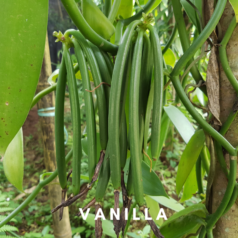 Scentonomy Digital Aromatherapy Wellness Tool - Vanilla