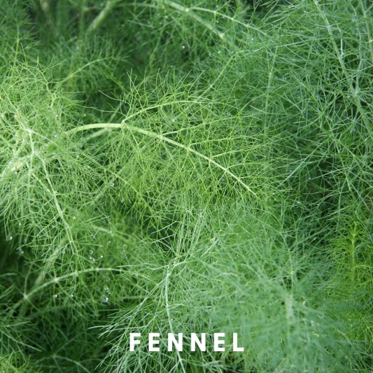 What is it about Fennel?
