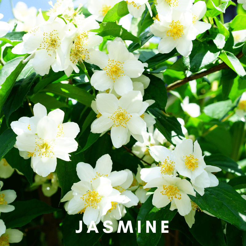 Jasmine: A Celestial Connection - Scentonomy