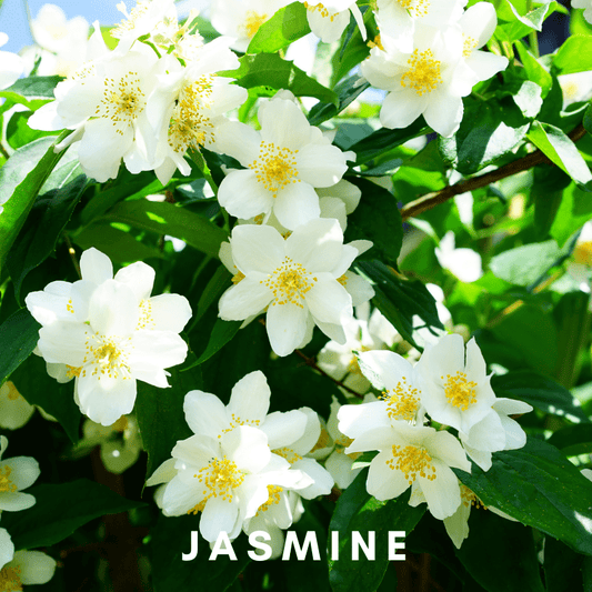 Jasmine: A Celestial Connection - Scentonomy