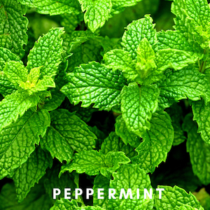 Energizing and Focus Enhancing: Peppermint