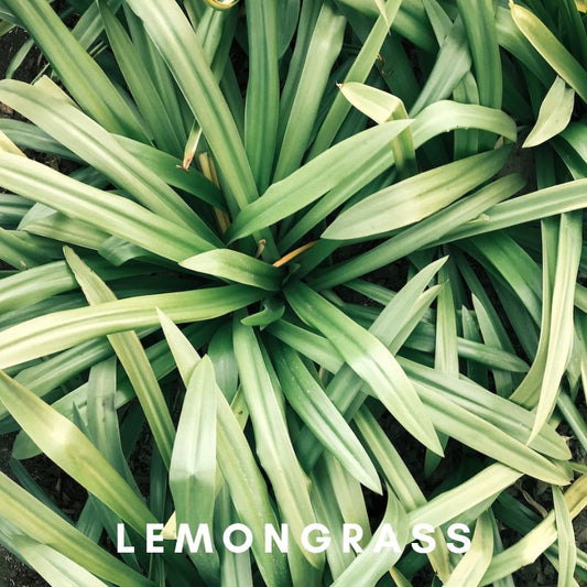 Revitalize & Rejuvenate | Lemongrass - Scentonomy