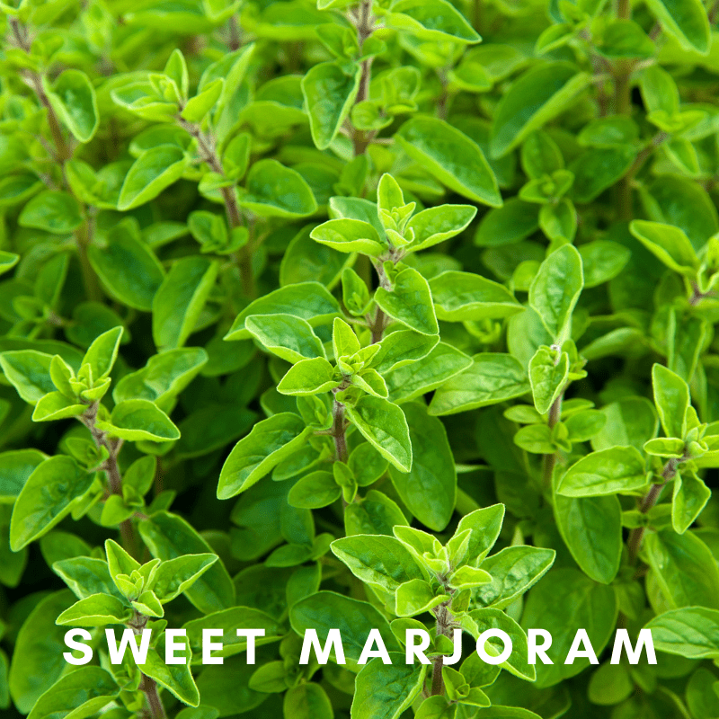 Organic Fresh Fir & Citrus Diffusing Oil - ScentonomyBody Oil
