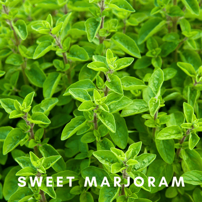 Organic Fresh Fir & Citrus Diffusing Oil - ScentonomyBody Oil