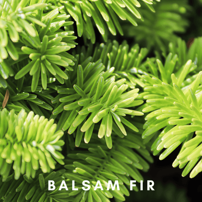 Organic Fresh Fir & Citrus Diffusing Oil - ScentonomyBody Oil