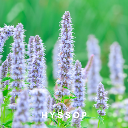 Scentonomy Inhale Exhale Earth & Herb Aromatherapy