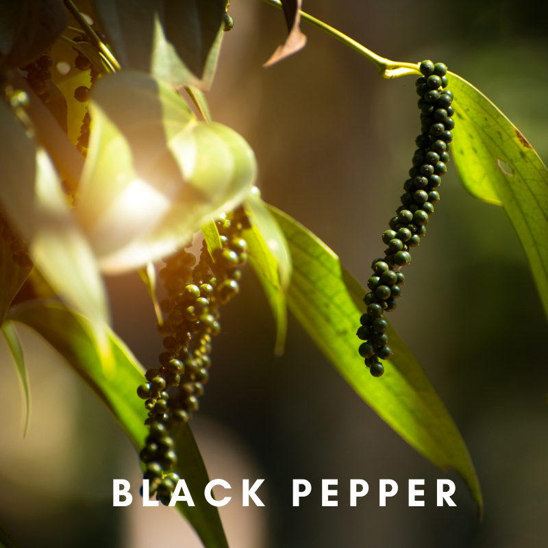 Scentonomy Digital Aromatherapy Wellness Tool - Black Pepper
