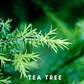 Scentonomy Uplifting Spice & Wood Aromatherapy
