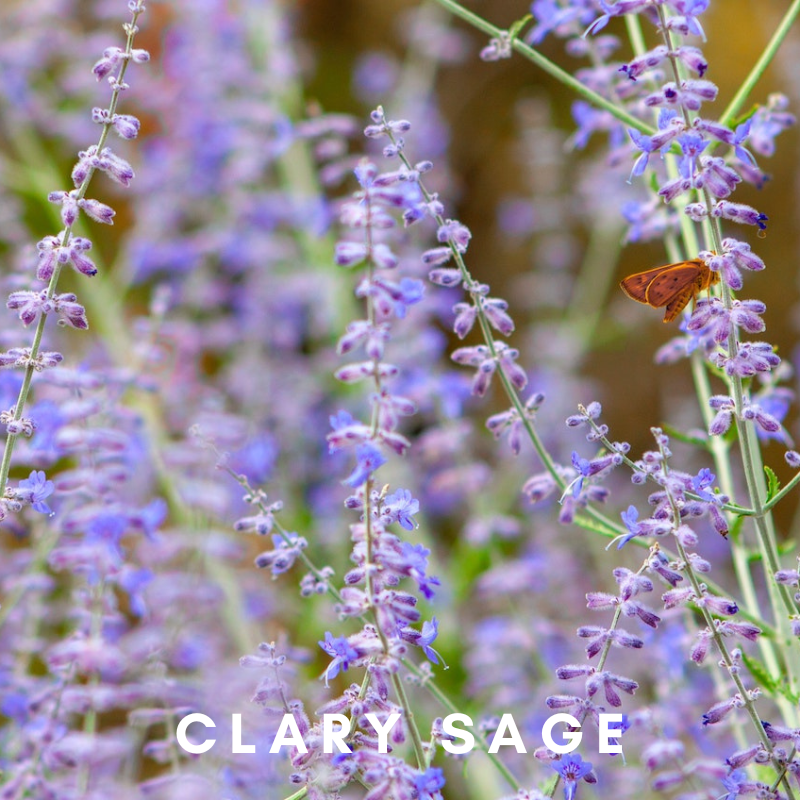 Scentonomy Digital Aromatherapy Wellness Tool - Clary Sage