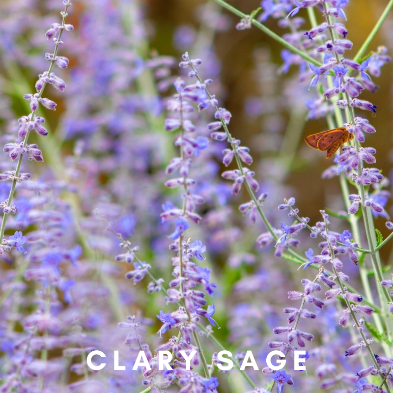 Scentonomy Focus Aromatherapy Blend | Floral