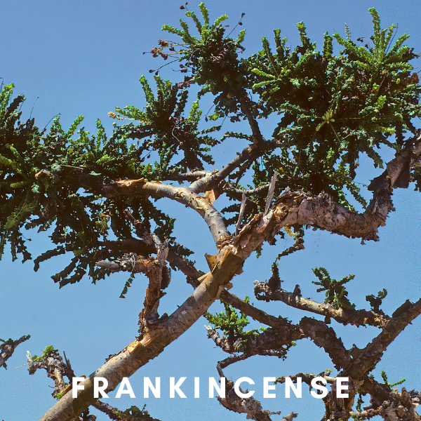 Scentonomy Digital Aromatherapy Wellness Tool - Frankincense