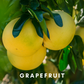 Scentonomy Awake Fruity Aromatherapy