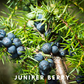 Scentonomy Digital Aromatherapy Wellness Tool - Juniper Berry