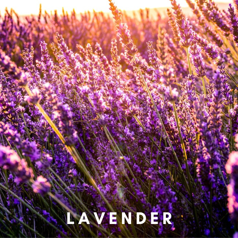 Scentonomy Digital Aromatherapy Wellness Tool - Lavender