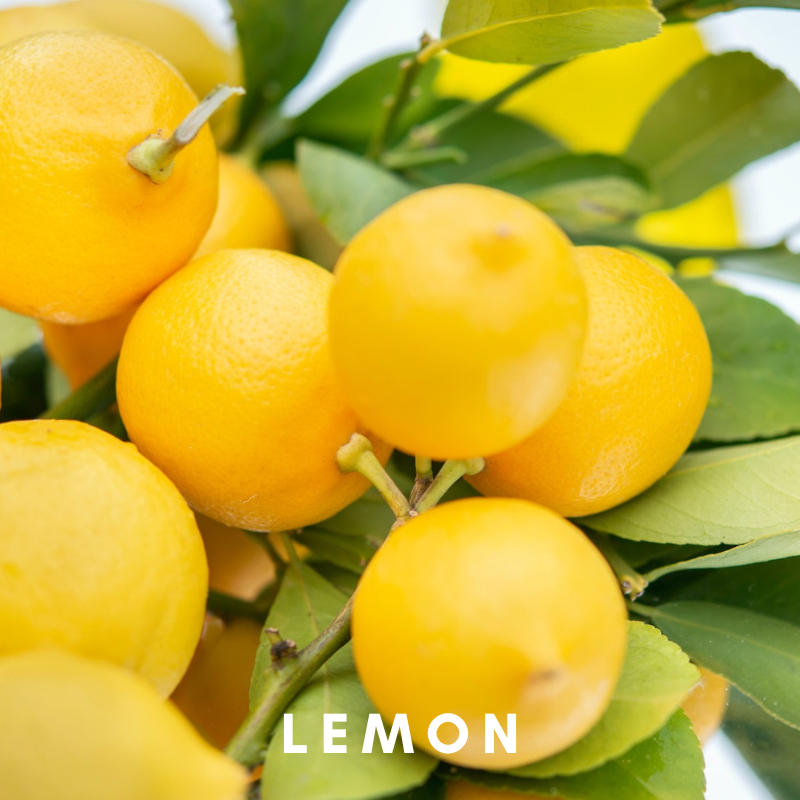 Scentonomy Digest Aromatherapy Blend | Citrus