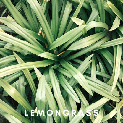 Scentonomy Scalp Aromatherapy Blend | Citrus