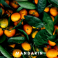 Scentonomy Digest Aromatherapy Blend | Citrus