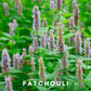 Scentonomy Digital Aromatherapy Wellness Tool - Patchouli