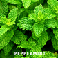 Scentonomy Stability Aromatherapy Blend | Fresh & Clean