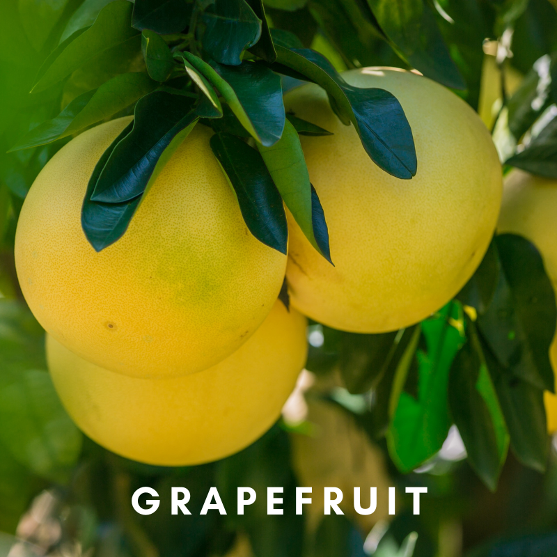 Scentonomy Digital Aromatherapy Wellness Tool - Grapefruit