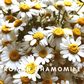 Scentonomy Rest Aromatherapy Blend | Fresh & Clean