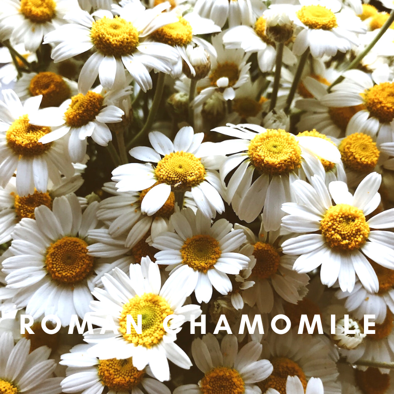 Scentonomy Rest Earth & Herb Aromatherapy