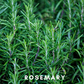 Scentonomy Focus Aromatherapy Blend | Earth & Herb