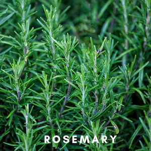 Scentonomy Focus Aromatherapy Blend | Earth & Herb