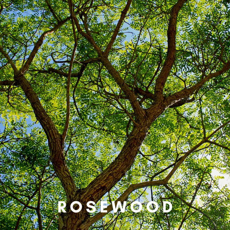 Scentonomy Scalp Aromatherapy Blend | Wood & Spice
