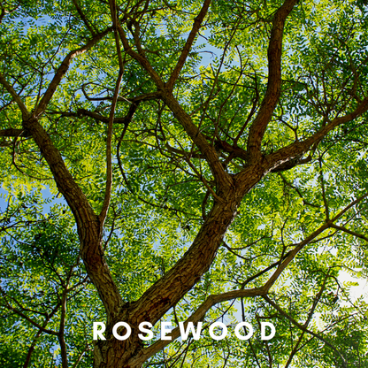 Scentonomy Scalp Aromatherapy Blend | Wood & Spice