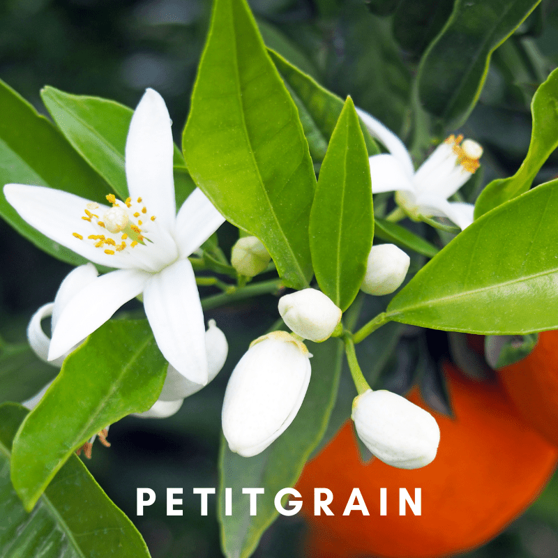 Scentonomy Organic Floral Insect Repellent Oil - ScentonomyFLBG1200