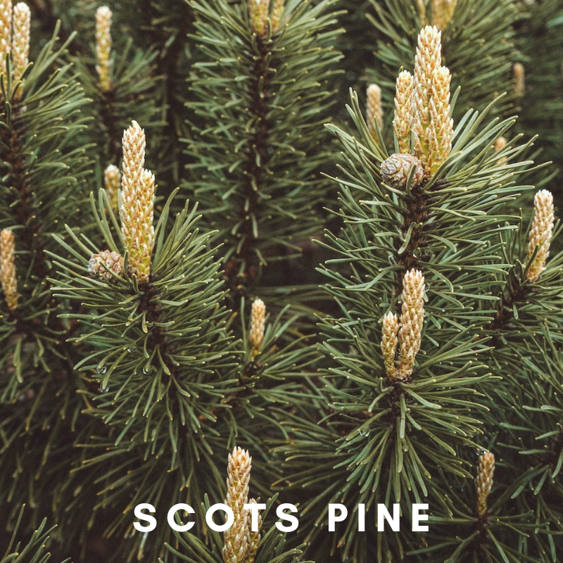 Scentonomy Digital Aromatherapy Wellness Tool - Scots Pine
