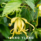 Scentonomy Digital Aromatherapy Wellness Tool - Ylang Ylang